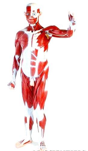 デニムパンツ　七部丈の画像