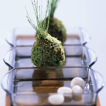 なごみの苔玉2012の画像