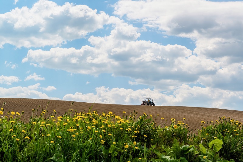 【軽減税率対応】【定期便】無農薬！新鮮京野菜セットの定期お届けコースの画像